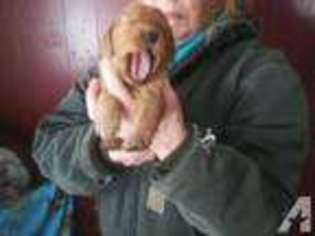 Labrador Retriever Puppy for sale in RED CREEK, NY, USA