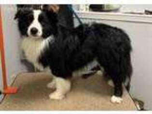 Border Collie Puppy for sale in New Salisbury, IN, USA