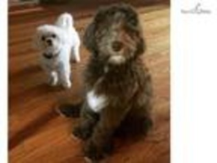 Labradoodle Puppy for sale in Athens, GA, USA