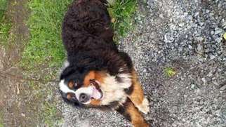 Bernese Mountain Dog Puppy for sale in Burlington, VT, USA