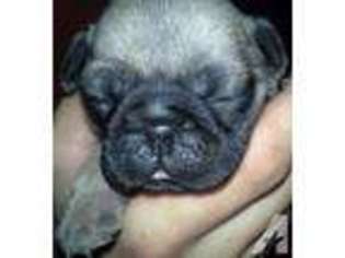 Pug Puppy for sale in FRENCH LICK, IN, USA