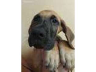 Great Dane Puppy for sale in Auburn Hills, MI, USA