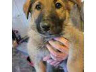 German Shepherd Dog Puppy for sale in Yuba City, CA, USA