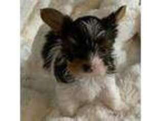 Yorkshire Terrier Puppy for sale in Labelle, FL, USA