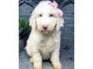 Goldendoodle Puppy for sale in Gardendale, AL, USA