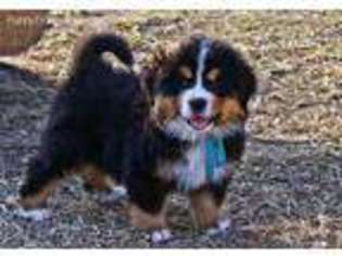 Bernese Mountain Dog Puppy for sale in Thayer, MO, USA