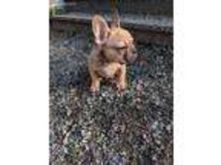 French Bulldog Puppy for sale in Marysville, WA, USA