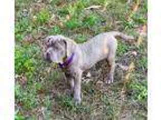 Neapolitan Mastiff Puppy for sale in North Little Rock, AR, USA