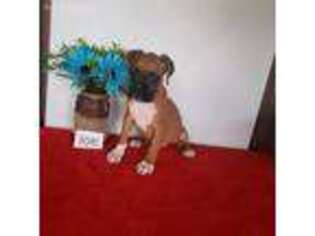 Boxer Puppy for sale in Roslyn Heights, NY, USA