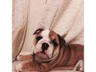 Bulldog Puppy for sale in SAN MATEO, CA, USA
