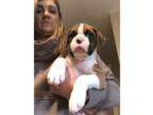 Boxer Puppy for sale in Lititz, PA, USA