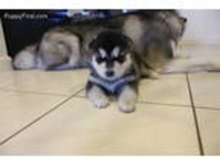 Alaskan Malamute Puppy for sale in Hilton, NY, USA