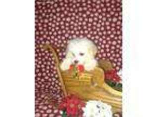 Bichon Frise Puppy for sale in Worthington, IN, USA