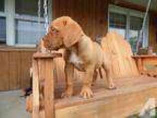 American Bull Dogue De Bordeaux Puppy for sale in CLAYSVILLE, PA, USA