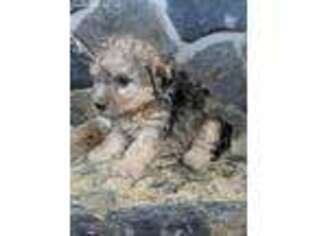 Yorkshire Terrier Puppy for sale in Ronks, PA, USA
