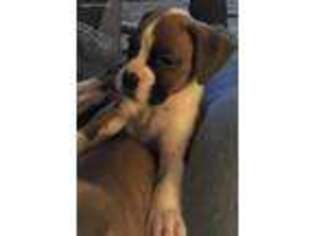 Boxer Puppy for sale in Lafayette, IN, USA