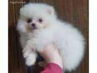 Pomeranian Puppy for sale in Rose City, MI, USA