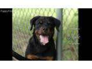 Rottweiler Puppy for sale in Little Rock, AR, USA