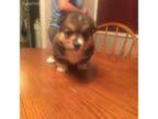 Pembroke Welsh Corgi Puppy for sale in Groveton, TX, USA
