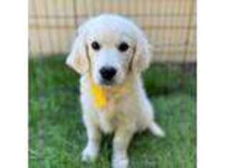 Golden Retriever Puppy for sale in Newport, WA, USA