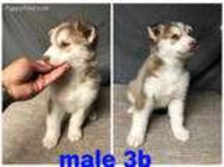 Siberian Husky Puppy for sale in Philadelphia, PA, USA