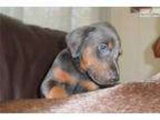 Doberman Pinscher Puppy for sale in Wilkes Barre, PA, USA