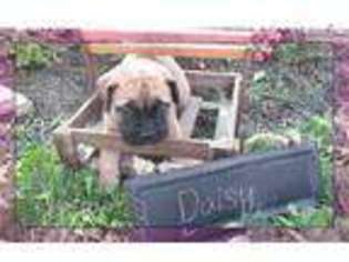 Bullmastiff Puppy for sale in Canton, OH, USA