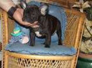 French Bulldog Puppy for sale in Asbury, MO, USA