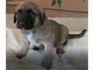 Anatolian Shepherd Puppy for sale in Edgewood, NM, USA