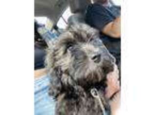 Shih-Poo Puppy for sale in Cedar Grove, NJ, USA