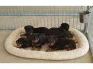Rottweiler Puppy for sale in Groveland, FL, USA