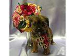 Shorkie Tzu Puppy for sale in SAN RAMON, CA, USA