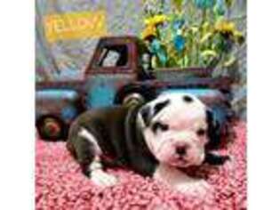 Bulldog Puppy for sale in Centerfield, UT, USA