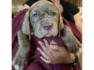 Neapolitan Mastiff Puppy for sale in Tulare, CA, USA