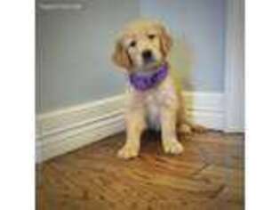 Golden Retriever Puppy for sale in Dallas, TX, USA