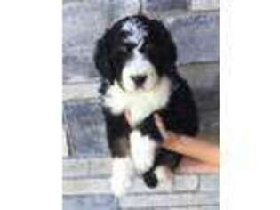 Mutt Puppy for sale in Shelley, ID, USA
