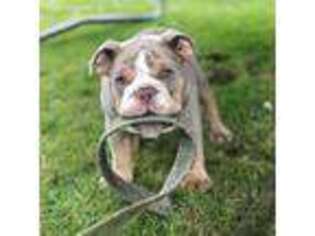 Bulldog Puppy for sale in Claypool, IN, USA