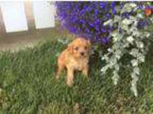 Cavapoo Puppy for sale in Bloomfield, IA, USA