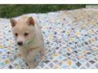 Shiba Inu Puppy for sale in Philadelphia, PA, USA