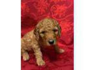 Goldendoodle Puppy for sale in Totowa, NJ, USA