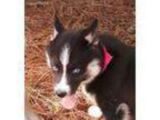 Siberian Husky Puppy for sale in Idabel, OK, USA