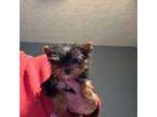 Yorkshire Terrier Puppy for sale in Princeton, KY, USA