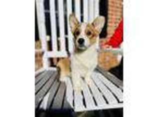 Pembroke Welsh Corgi Puppy for sale in Mcdonough, GA, USA