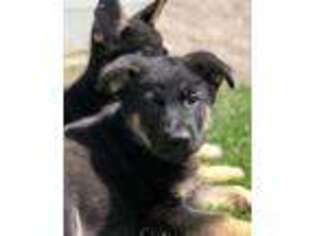 German Shepherd Dog Puppy for sale in New London, MN, USA