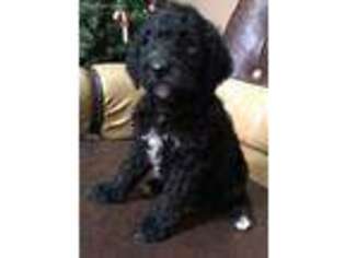Labradoodle Puppy for sale in New Boston, TX, USA