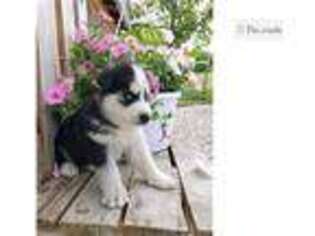 Siberian Husky Puppy for sale in Bowling Green, KY, USA