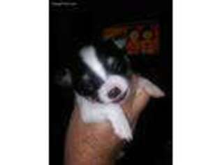 Chihuahua Puppy for sale in Binghamton, NY, USA