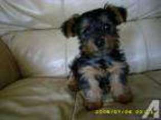 Yorkshire Terrier Puppy for sale in GODWIN, NC, USA