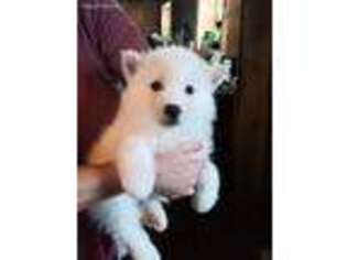 Siberian Husky Puppy for sale in Lincoln, NE, USA