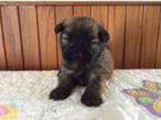 Soft Coated Wheaten Terrier Puppy for sale in West Des Moines, IA, USA